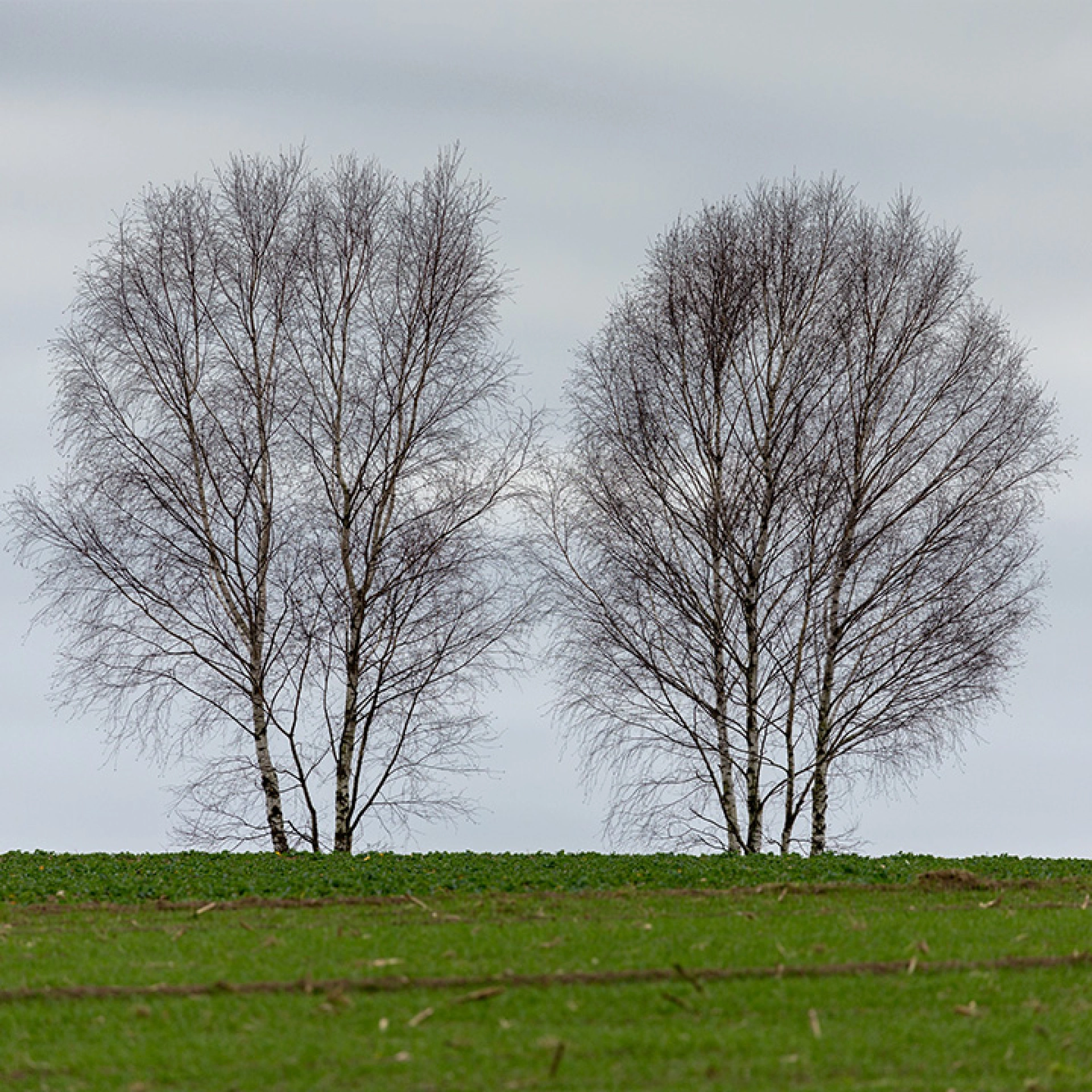 Sistemik Çift ve Cinsel Terapi